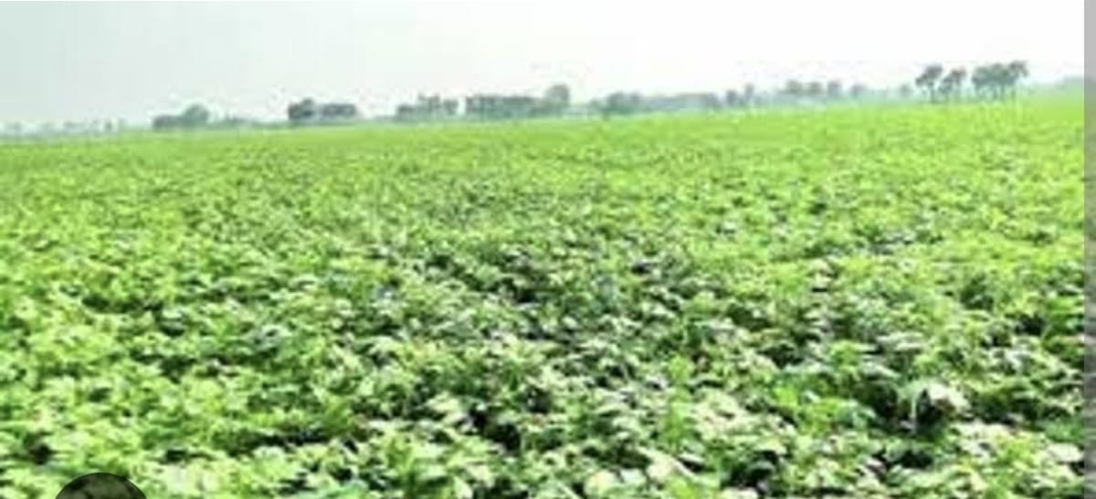 শীত মৌসুমে আলু চাষে খুলনার কৃষকরা ব্যস্ত সময় পার করছেন