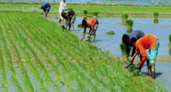 ১২ লাখ মে:টন বোরো উৎপাদনের লক্ষ্যমাত্রা নির্ধারণ করেছে খুলনা কৃষি বিভাগ