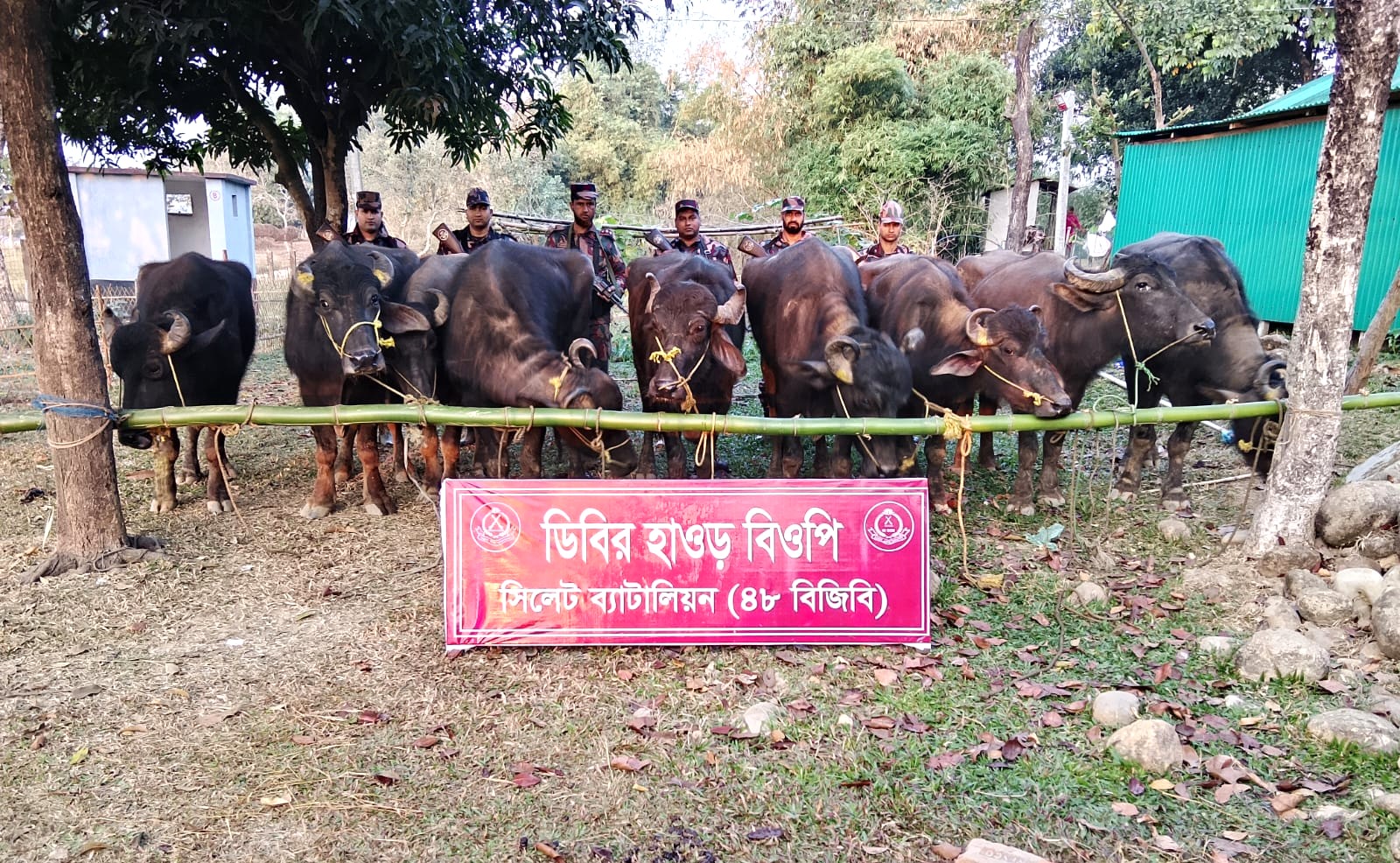সিলেটে ১ কোটি ৩০ লাখ টাকার চোরাচালান পণ্য, গরু ও মহিষ জব্দ
