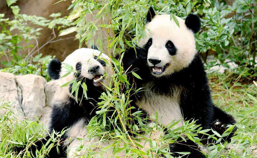 সম্পর্কে টানাপোড়েনের মধ্যে টোকিও ছেড়ে চীনে ফিরে যাচ্ছে দুই জনপ্রিয় পান্ডা