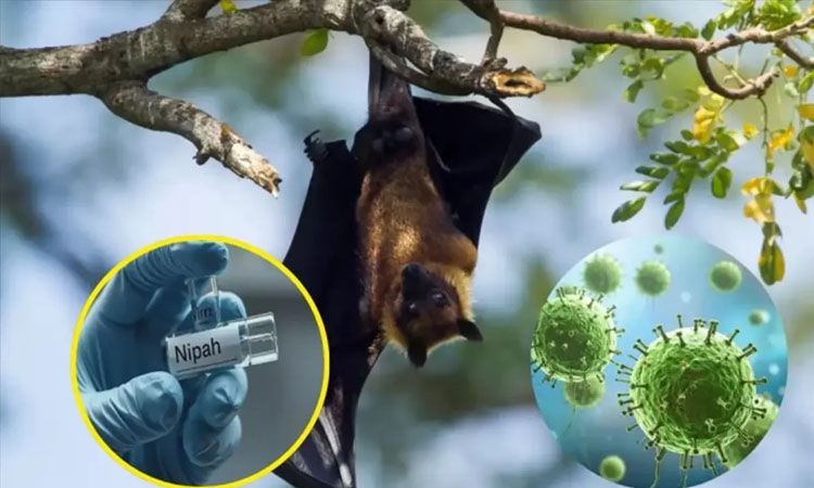 ভারতে দুইজন নিপাহ ভাইরাসে আক্রান্ত, পরিস্থিতি নিয়ন্ত্রণে: কর্তৃপক্ষ