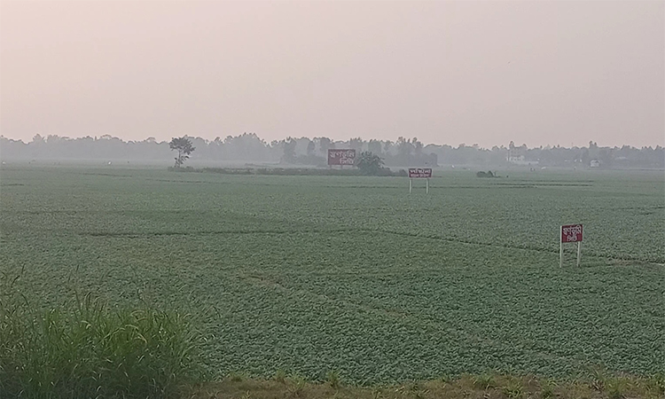 মুন্সীগঞ্জে আলু গাছের পরিচর্যায় ব্যস্ত সময় পার করছেন কৃষক
