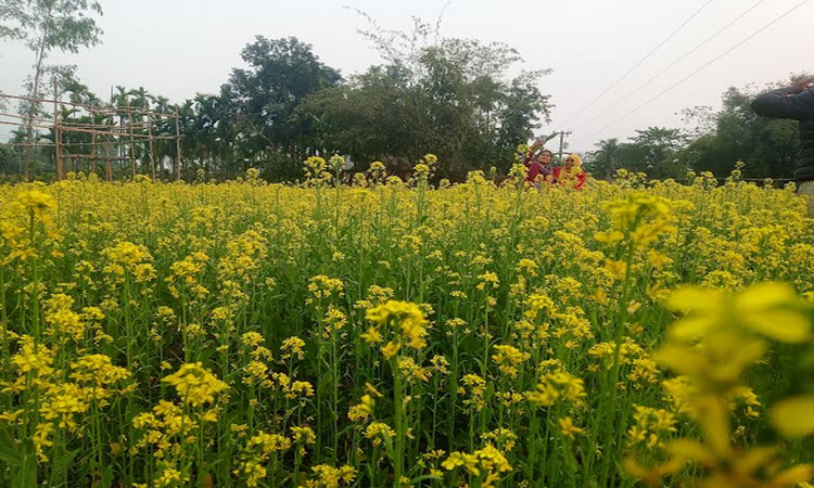 নীলফামারীতে বেড়েছে সরিষার আবাদ, লাভবান হচ্ছে কৃষক