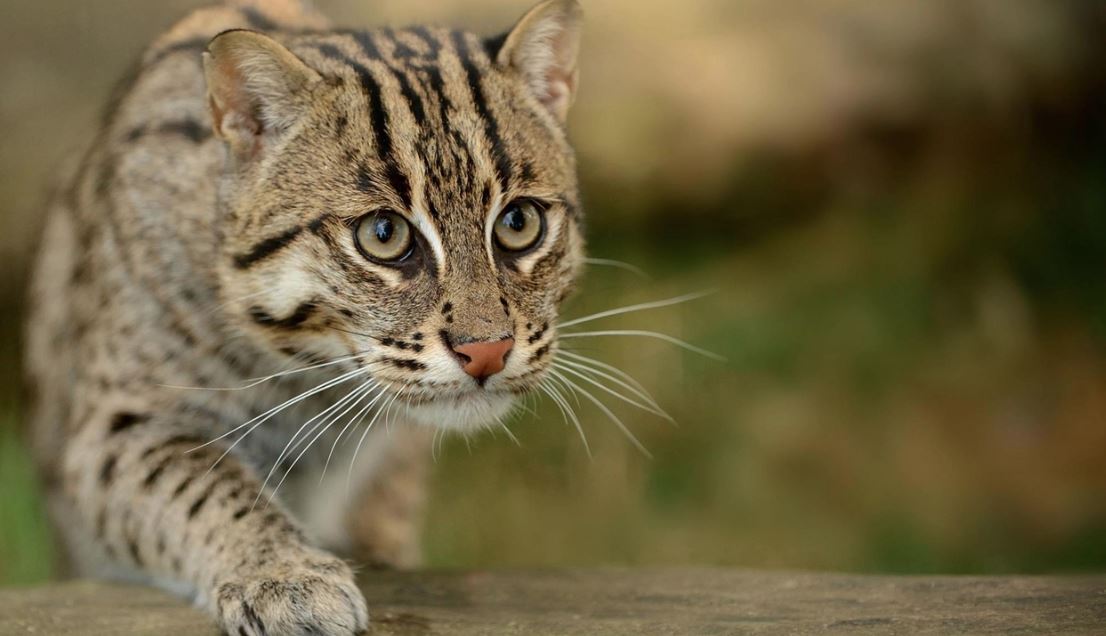 বাংলাদেশে মেছো বিড়াল সংরক্ষণ দিবস উদযাপন হবে আগামীকাল
