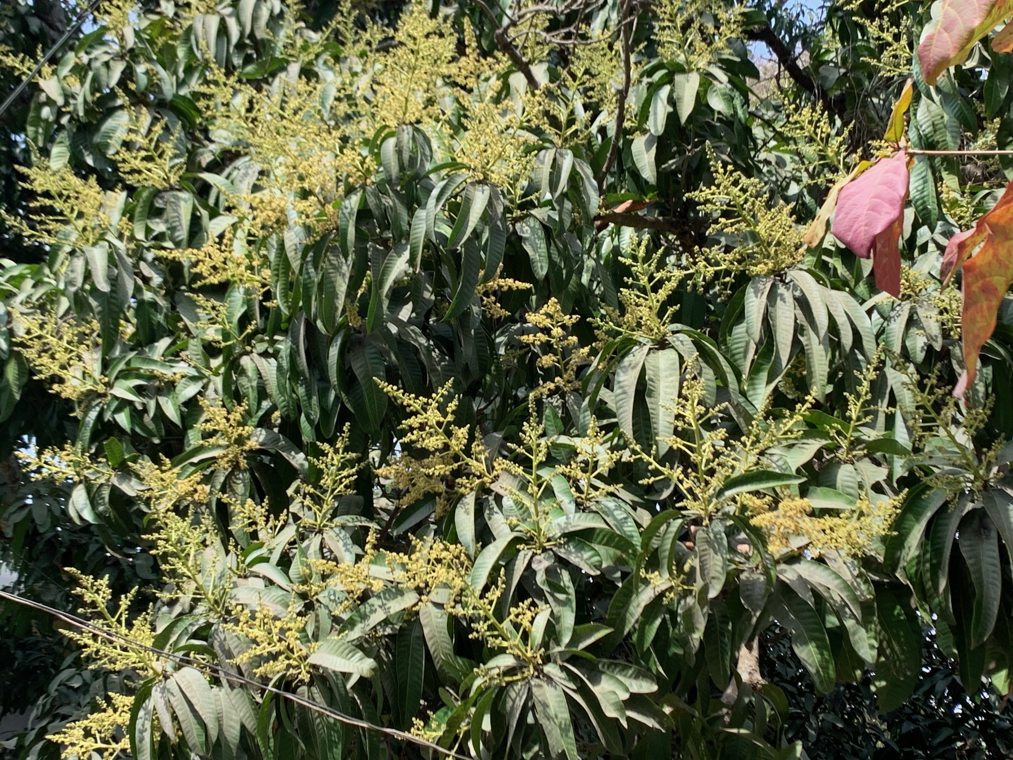 মেহেরপুরে আমের মুকুলের সুমিষ্ট সুবাসে বসন্তের আগমনি