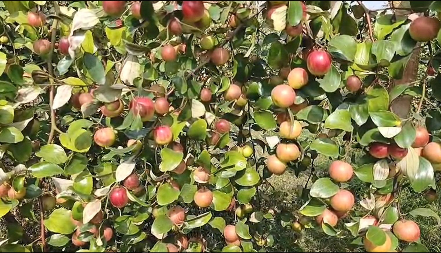 সাতক্ষীরায় বাণিজ্যিকভাবে কুল চাষে আগ্রহ বাড়ছে চাষীদের