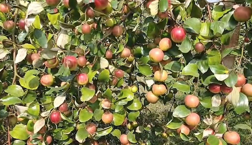 সাতক্ষীরায় বাণিজ্যিকভাবে কুল চাষে আগ্রহ বাড়ছে চাষীদের