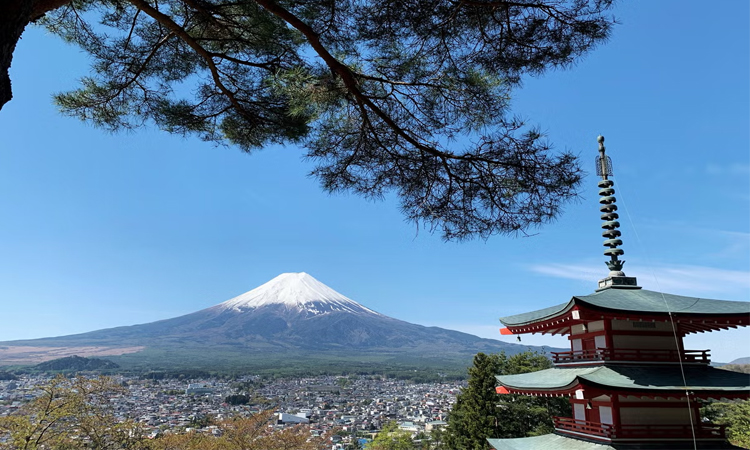 পর্যটকের চাপে জাপানের মাউন্ট ফুজি চেরি ব্লসম উৎসব বাতিল