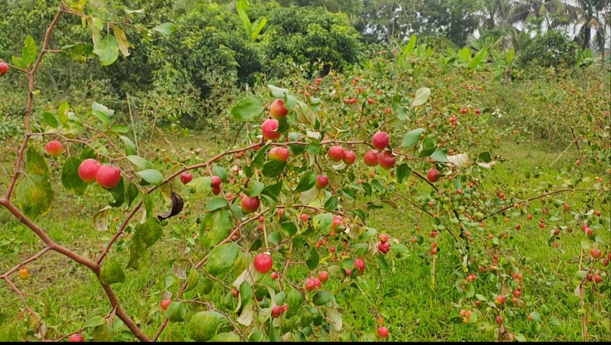 ‘বলসুন্দরী ও থাই’ কুল চাষে গোপালগঞ্জের জসিমের সাফল্য