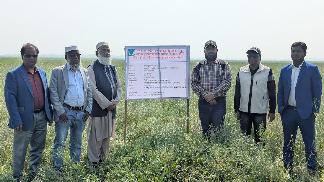কিশোরগঞ্জের হাওরে সরিষা চাষে কৃষকের বাড়তি লাভ