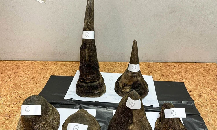 থাইল্যান্ডে মাংসের ভেতরে গন্ডারের শিং পাচারের অভিযোগে গ্রেফতার ১