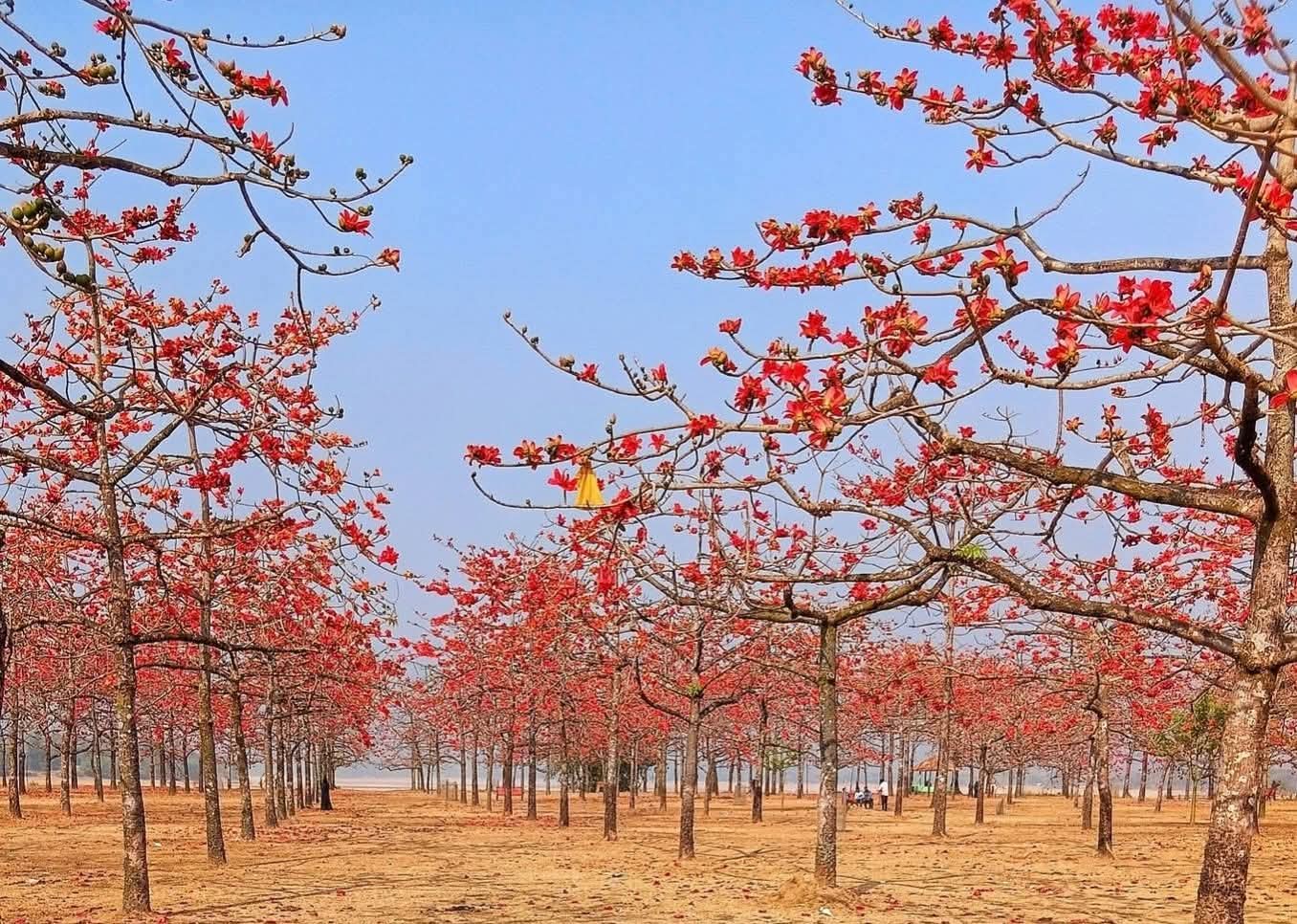বসন্তের আগমনে সেজেছে সুনামগঞ্জের শিমুলবাগান