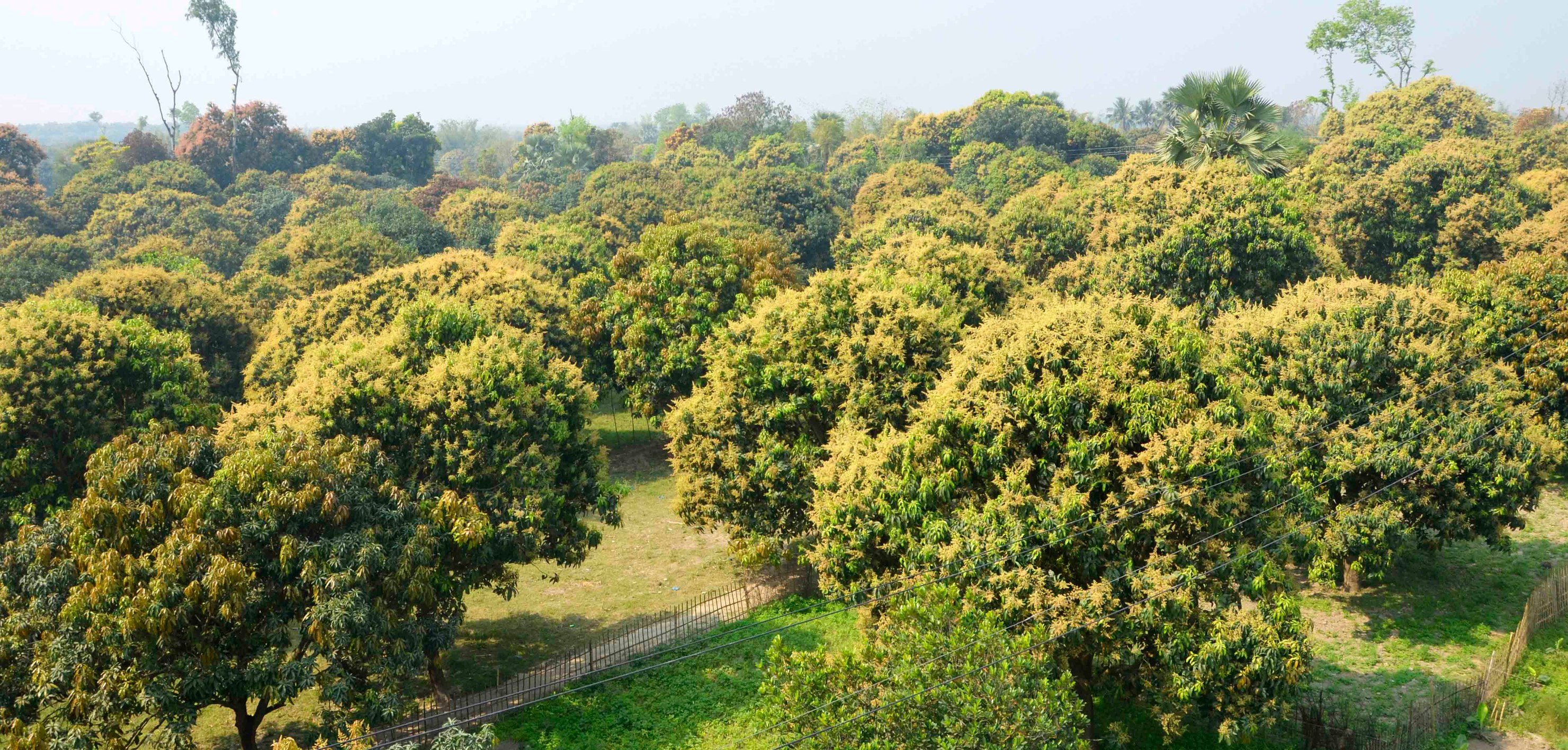মুকুলে ভরে উঠছে রাজশাহীর আমবাগান, ভালো ফলনের আশা