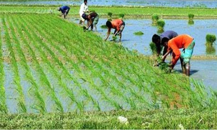 উচ্চ ফলনের আশায় ইরি ও বোরো চারা রোপণে ব্যস্ত দিনাজপুরের কৃষকরা 