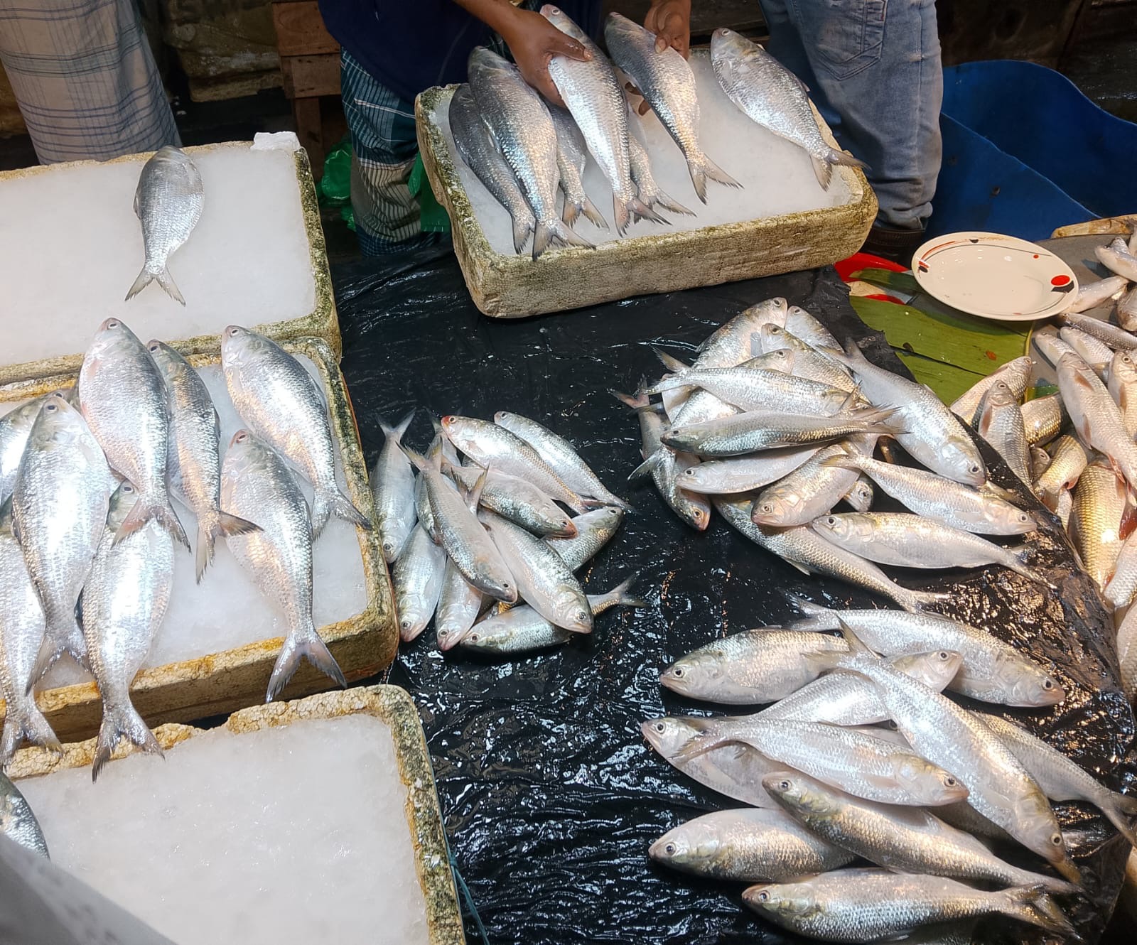 শরীয়তপুরে অবাধে চলছে জাটকা নিধন 