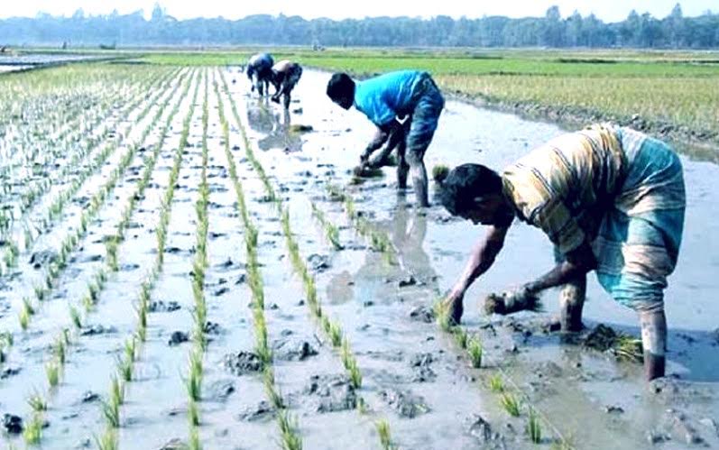 রংপুর অঞ্চলে ৬৫ শতাংশ জমিতে বোরো চারা রোপণ শেষ হয়েছে 