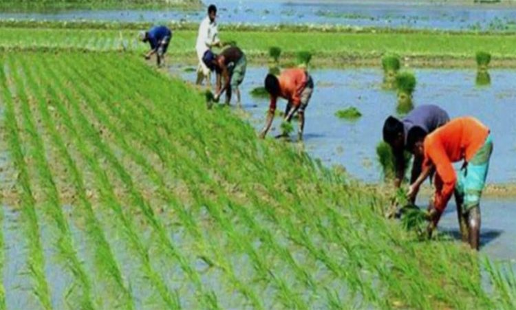 খুলনায় লক্ষ্যমাত্রার ৯৬ শতাংশ বোরো চারা রোপণ সম্পন্ন