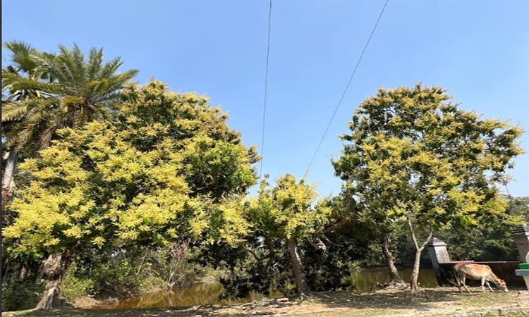 পটুয়াখালীতে আম উৎপাদন ছাড়িয়ে যাবে লক্ষ্যমাত্রা 