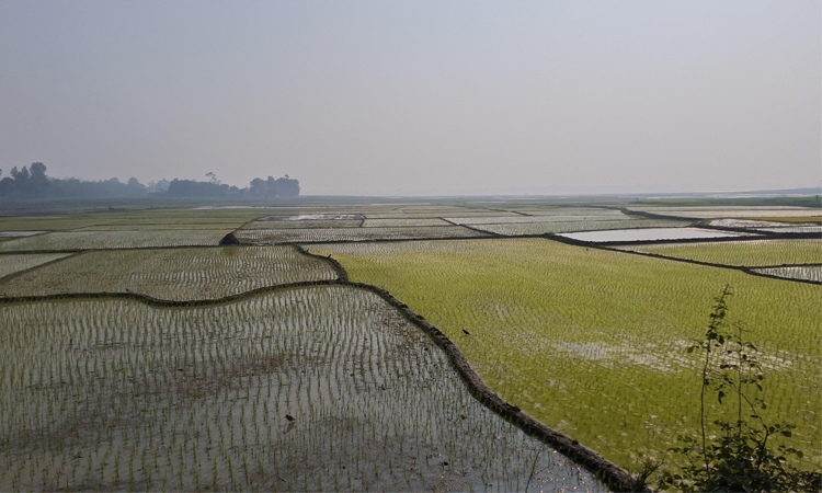 রাজশাহীতে বোরো চারা রোপণের ধুম, উৎপাদনের লক্ষ্যমাত্রা ৩ লাখ টন