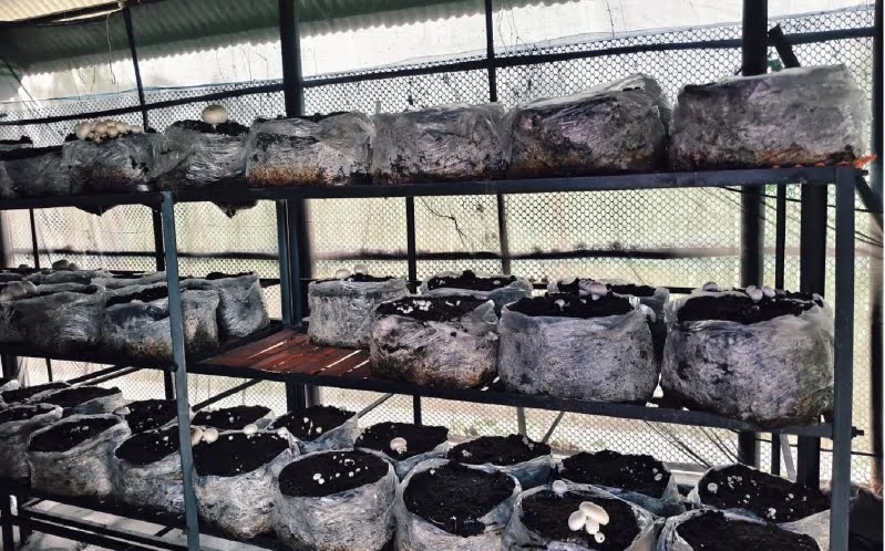 দেশীয় প্রযুক্তিতে বাটন পদ্ধতির মাশরুম চাষে সফল বীরগঞ্জের কৃষক