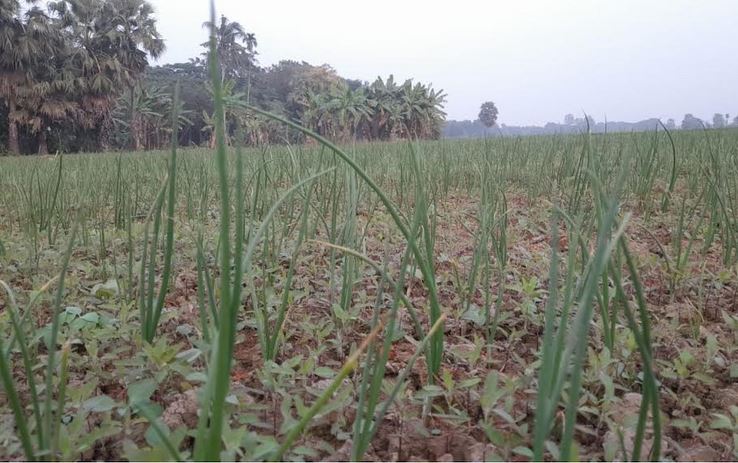 গোপালগঞ্জে পেঁয়াজ চাষে আগ্রহ বাড়ছে কৃষকদের