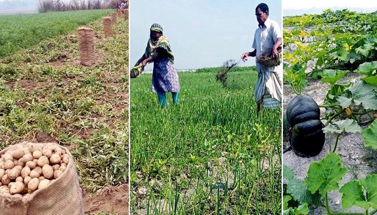 ফসলের বাম্পার ফলন রংপুরের চরবাসীদের মধ্যে আশার আলো জাগিয়েছে