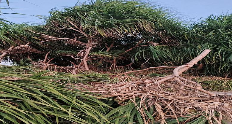 সেন্টমার্টিনে কেয়াগাছ কেটে রিসোর্ট নির্মাণ; দুইজনের বিরুদ্ধে মামলা