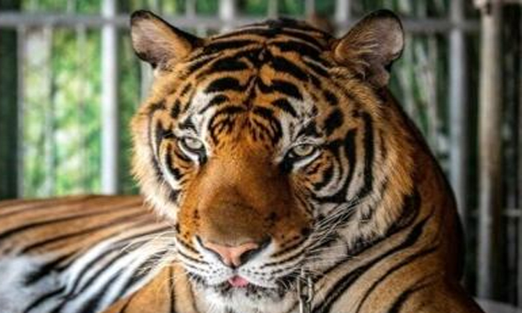 থাইল্যান্ডের একটি পার্কে ভাইরাসে ৪৭ বাঘের মৃত্যু