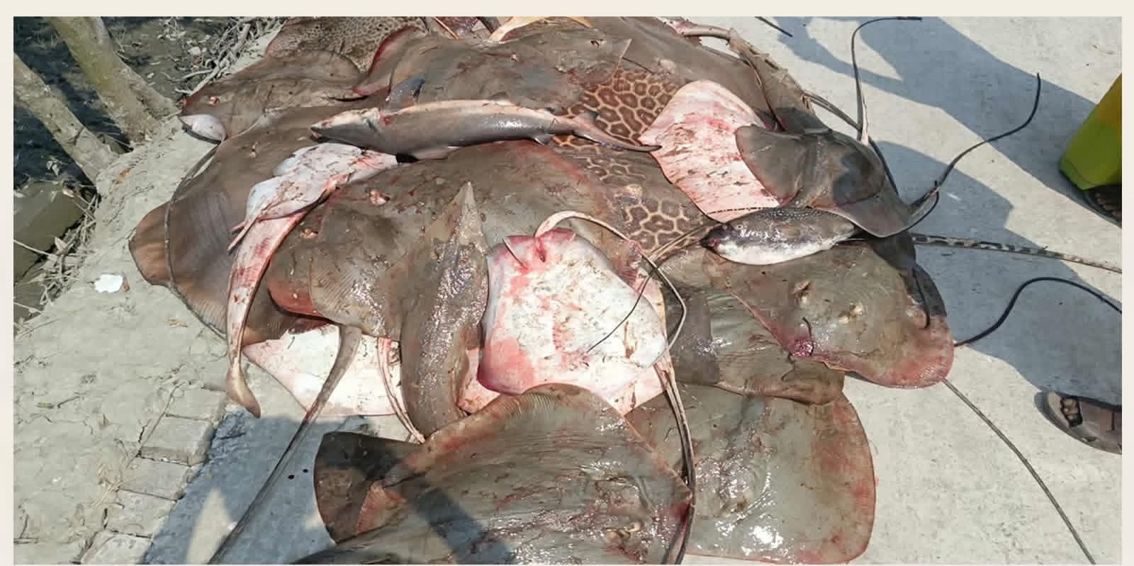 সাতক্ষীরায় ১০ মণ শাপলা পাতা মাছসহ ২২ জেলে আটক