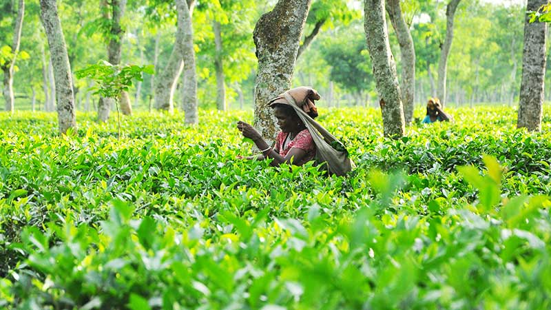 চট্টগ্রামে সাপ্তাহিক চা নিলামে ক্রেতাদের ব্যাপক অংশগ্রহণ 