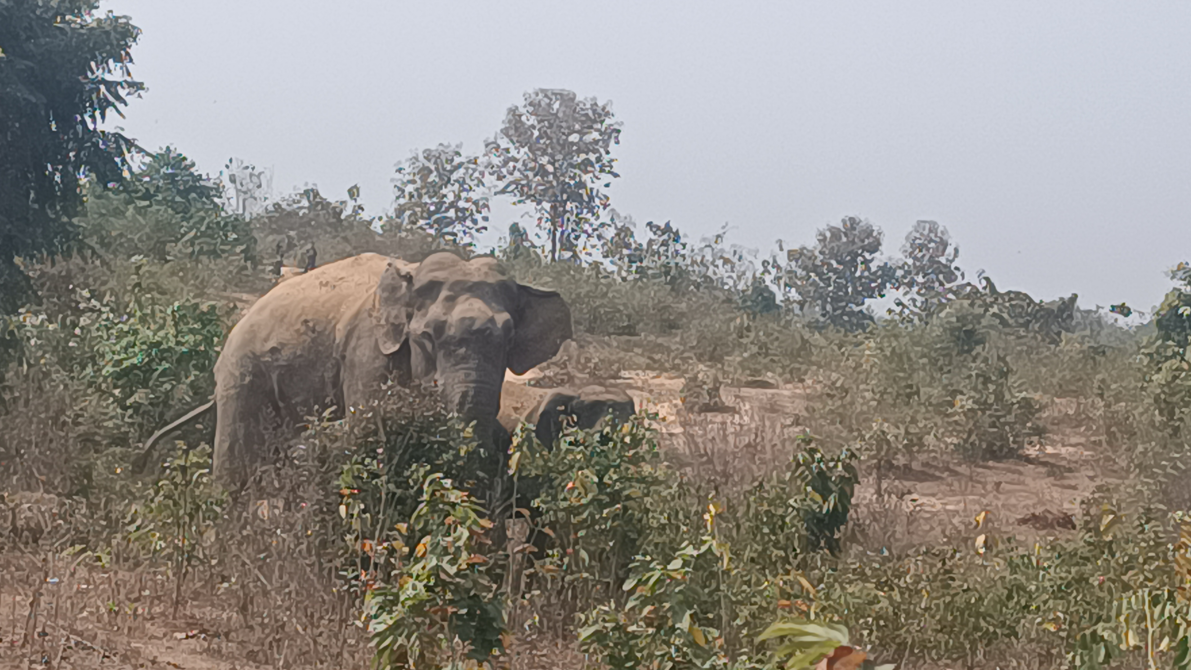 বিজিবির সহযোগিতায় অসুস্থ হাতিকে চিকিৎসা সেবা দিল রাঙামাটি উত্তর বনবিভাগ