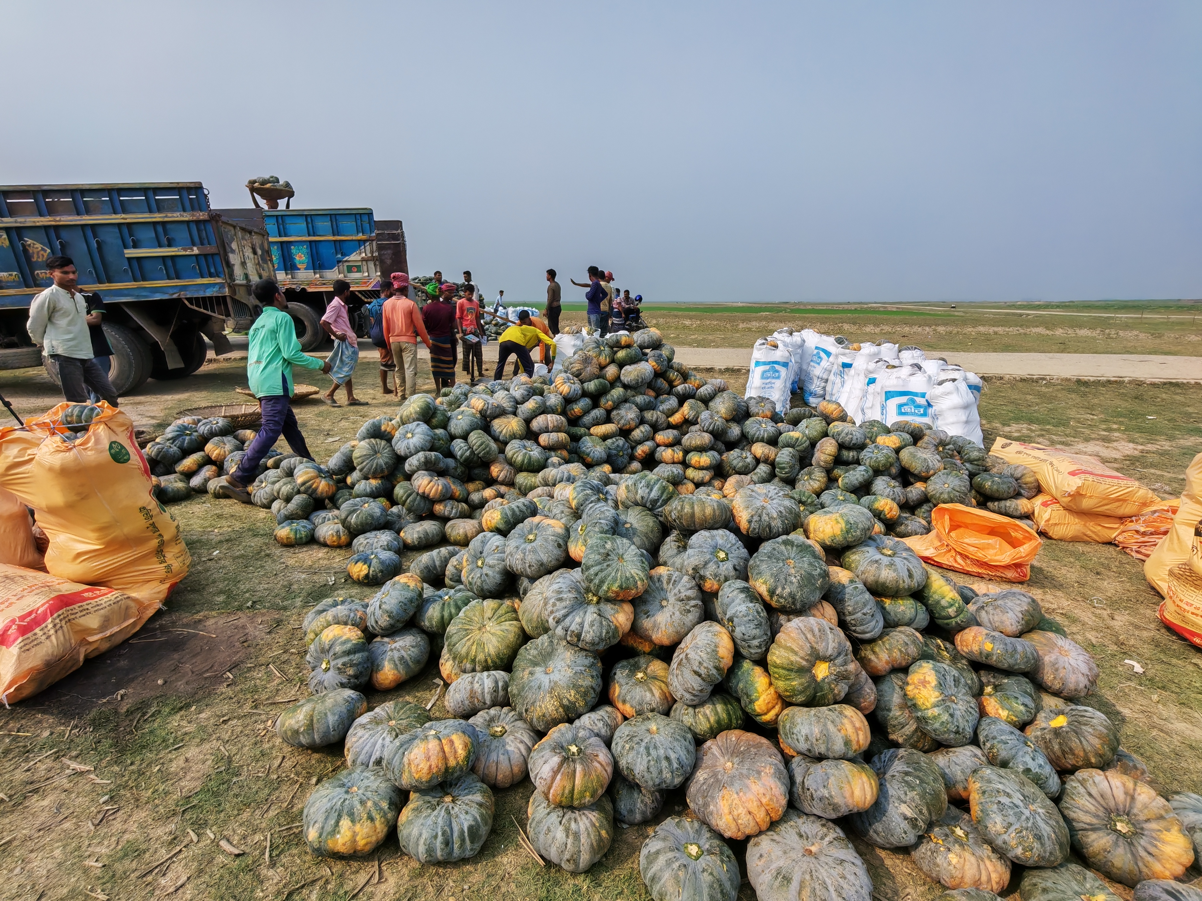 নেত্রকোণার হাওরাঞ্চলে মিষ্টি কুমড়ার অধিক ফলনে খুশি কৃষকেরা 