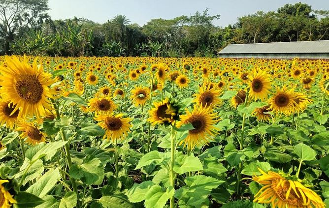 সূর্যমুখীর সোনা রঙে রঙিন খুলনার নোনা মাটি  