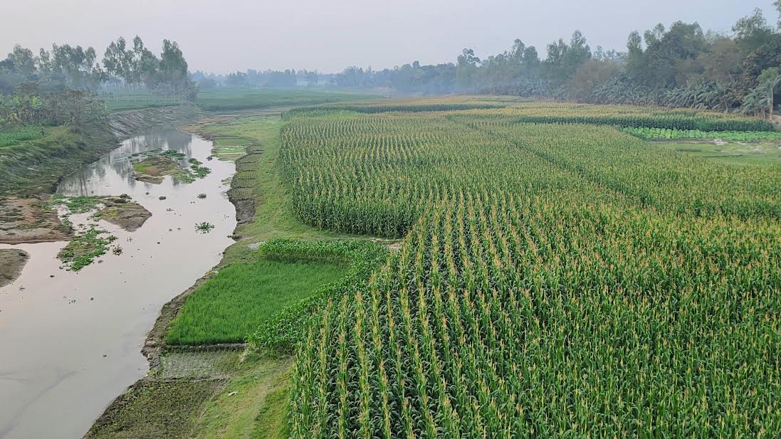 নাব্যতা সংকটে ধরলা-বারোমাসিয়া নদীর চর জেগে ফসলে সবুজ সমারোহ
