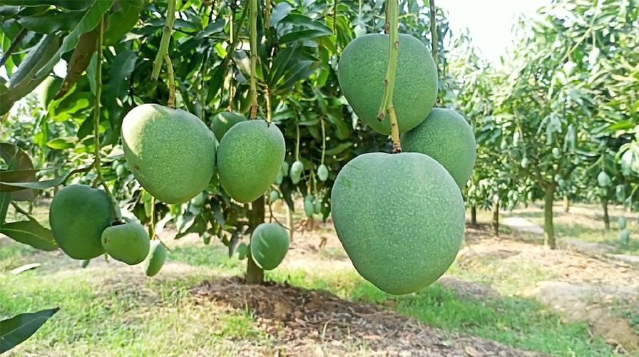 রাজশাহীতে আমের বাগান কমেছে, নওগাঁয় বেড়েছে