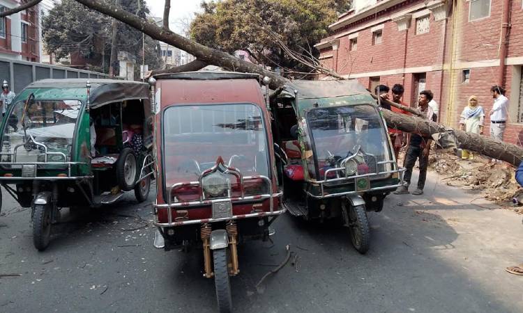 মাথার ওপর গাছ ভেঙে পড়লেও প্রাণে রক্ষা পেয়েছেন যাত্রীরা