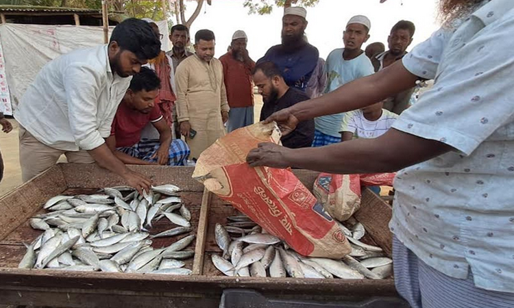 চাঁদপুরে ইলিশের আড়তগুলো জাটকার দখলে
