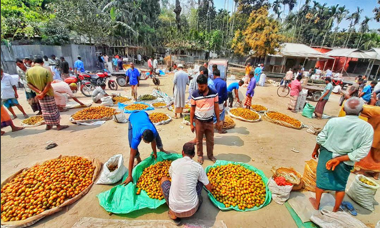লালমনিরহাটে সুপারির ভালো ফলন হলেও কৃষকের মাঝে দুশ্চিন্তা