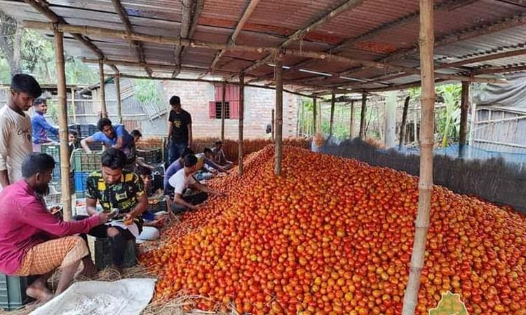 দিনাজপুরের উত্তরাঞ্চলে টমেটোর বৃহত্তম পাইকারি বাজার 