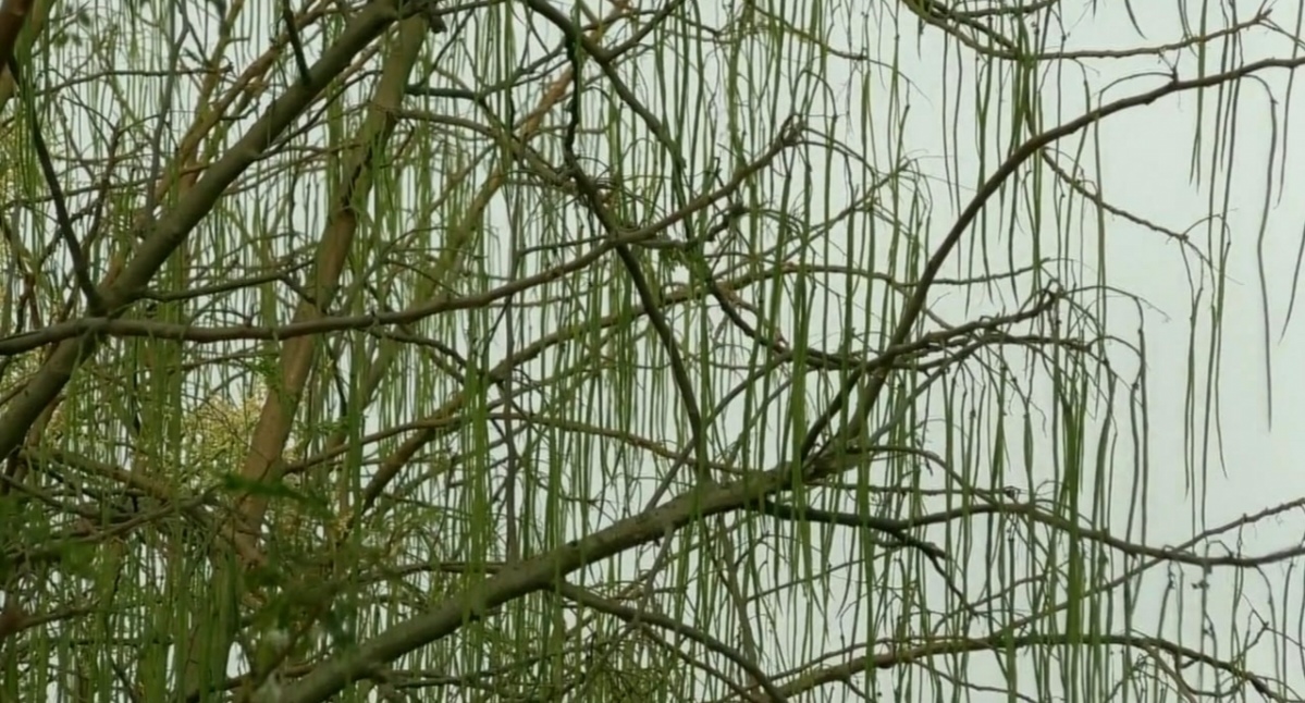 খুলনায় সজনে ডাটা উৎপাদনের লক্ষ্যমাত্রা ৯,৮৪৫ টন