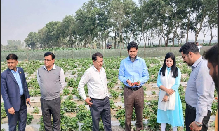 দিনাজপুরে স্ট্রবেরি চাষে কৃষকের সাফল্য