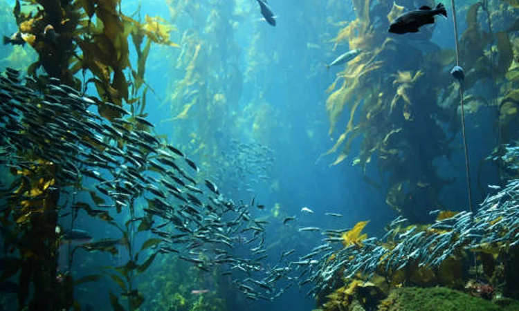 বিষাক্ত ধাতুতে বাড়ছে উপকূলের ঝুঁকি : বিপন্ন মৎস্যসম্পদ ও সামুদ্রিক পরিবেশ