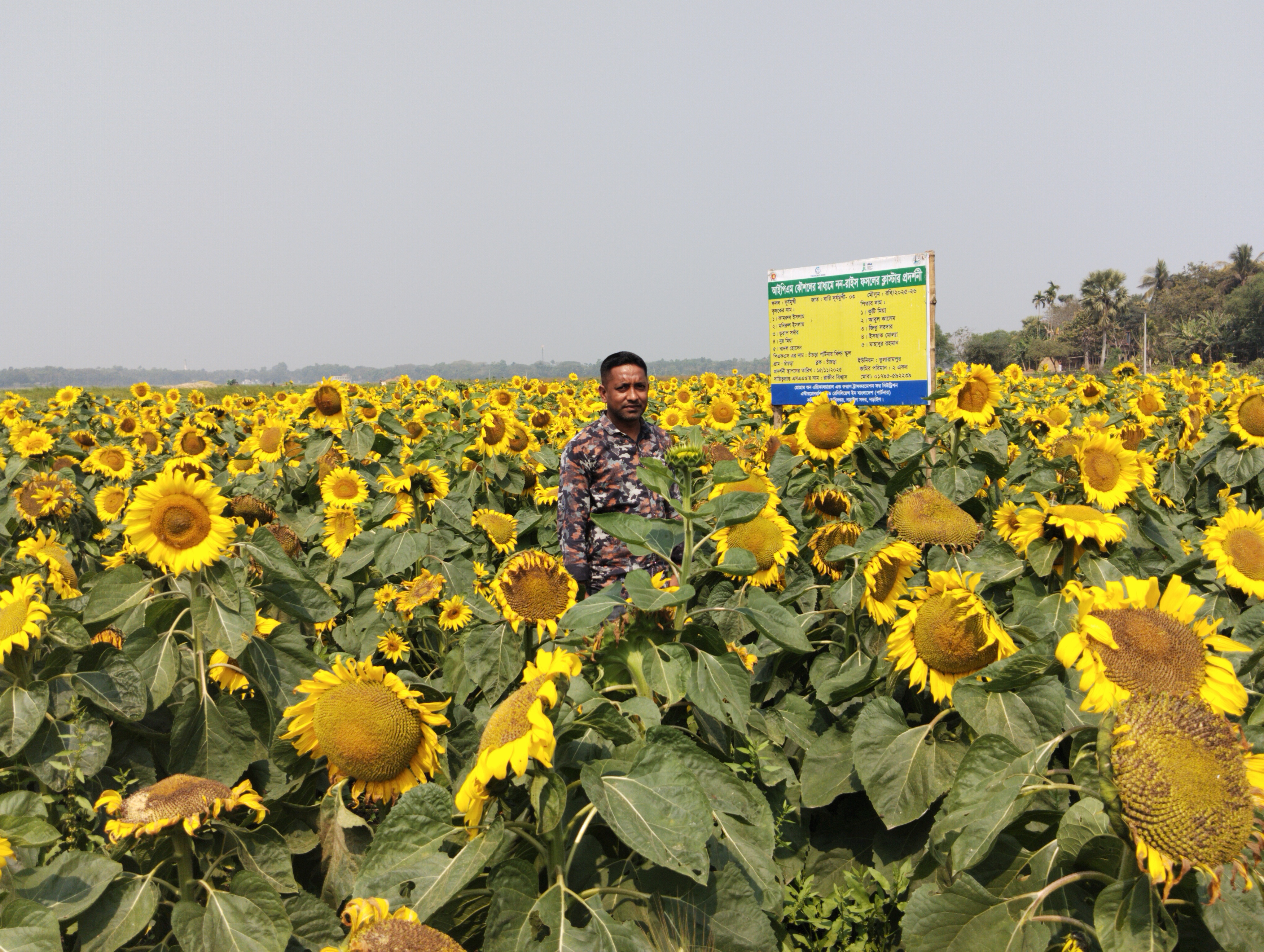 নড়াইলের জনপ্রিয় হয়ে উঠছে সূর্যমুখী ফুলের চাষ