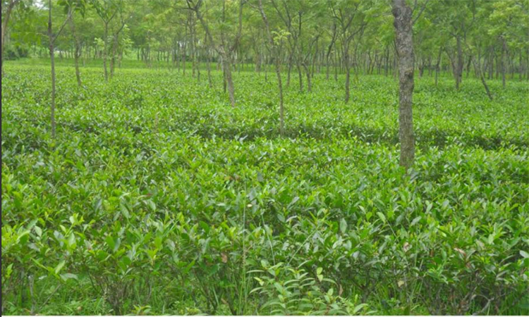 উত্তরের সমতলে চা উৎপাদনে রেকর্ড