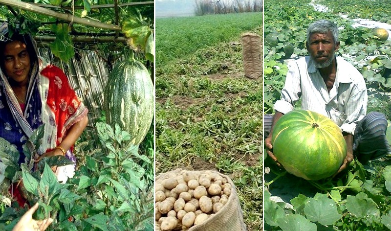 ফসলের বাম্পার ফলনে রংপুরের চরাঞ্চলে আগাম ঈদের আমেজ