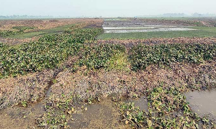 রক্তদহ বিল পুনঃখননে বছরে ১৭০ কোটি টাকার অতিরিক্ত ফসল উৎপাদন সম্ভব