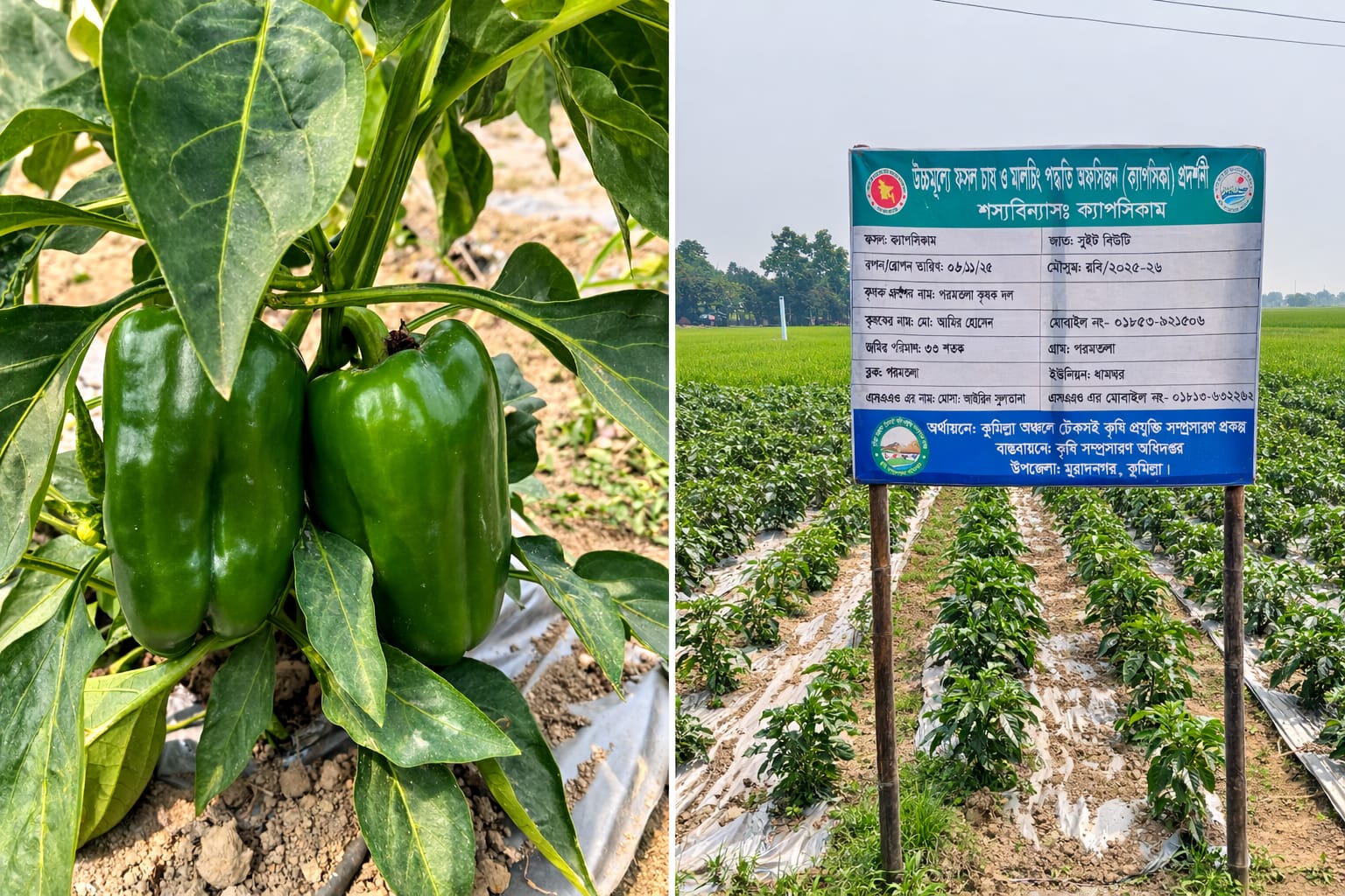 ক্যাপসিকাম চাষে কুমিল্লায় কৃষকদের মাঝে নতুন আশার আলো