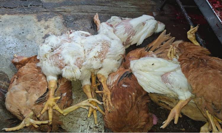 চাঁদপুরে মৃত মুরগী বিক্রি ও সংরক্ষণের দায়ে ৪ প্রতিষ্ঠানকে জরিমানা