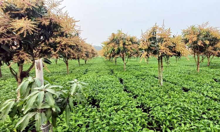 চায়ের সাথী ফসল হিসেবে আম, বাড়ছে আয়