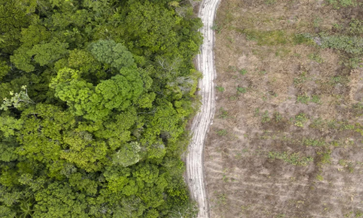 ব্রাজিলের নতুন জলবায়ু পরিকল্পনায় বন সুরক্ষাকে অগ্রাধিকার 